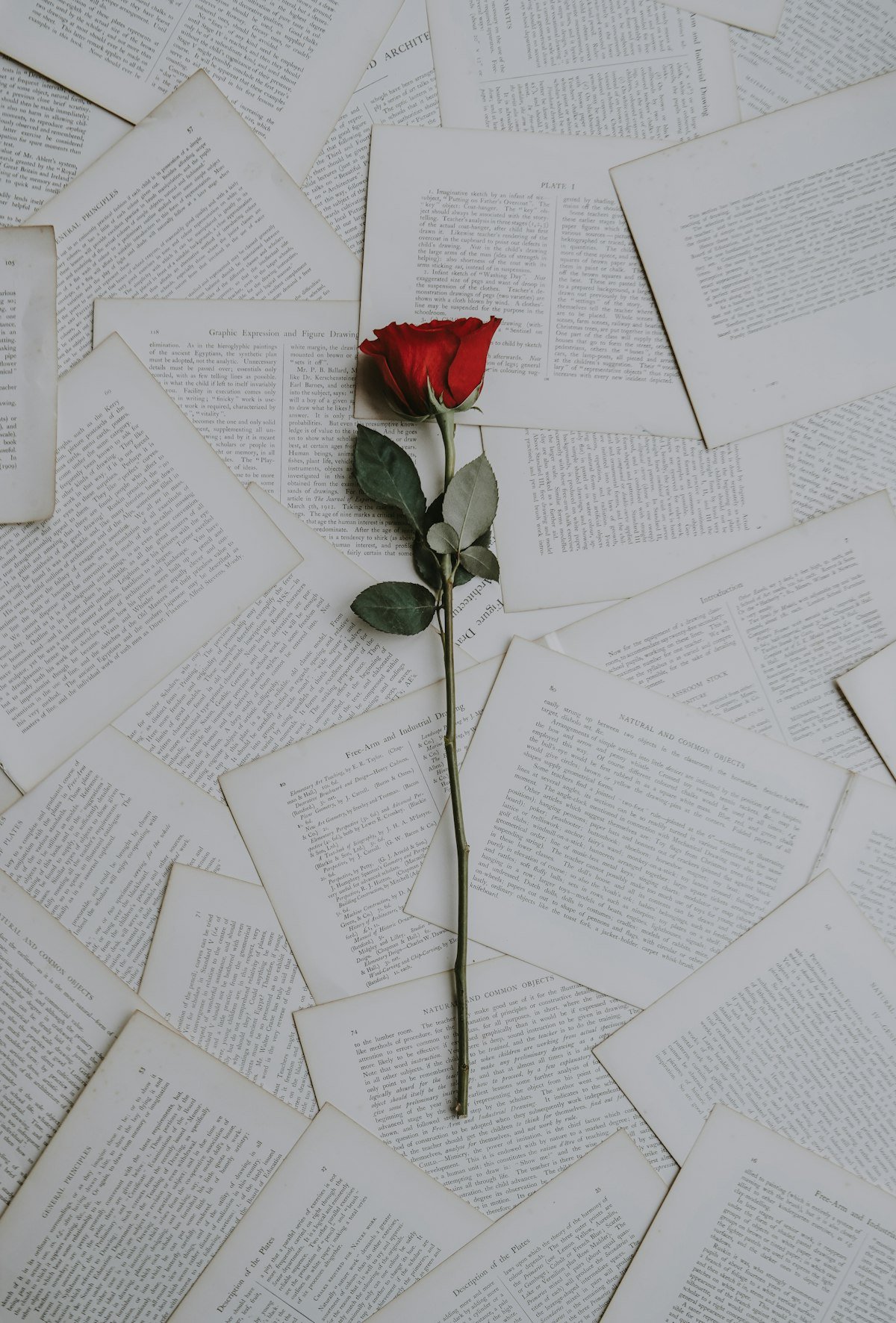 A single red rose resting on scattered book pages